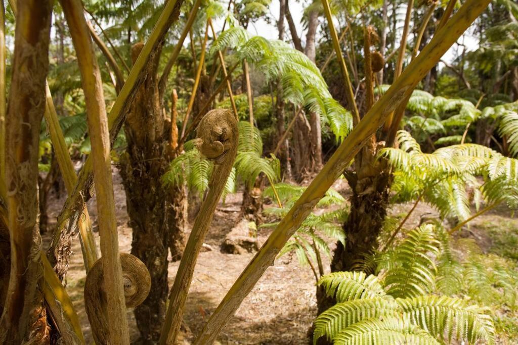 Hau'Oli Place Tiki Cottage In Volcano Exteriör bild