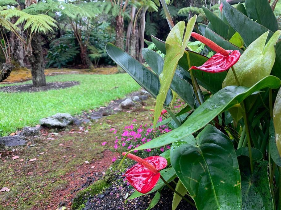 Hau'Oli Place Tiki Cottage In Volcano Exteriör bild